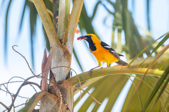 hooded oriole (Icterus cucullatus) with food in his beak