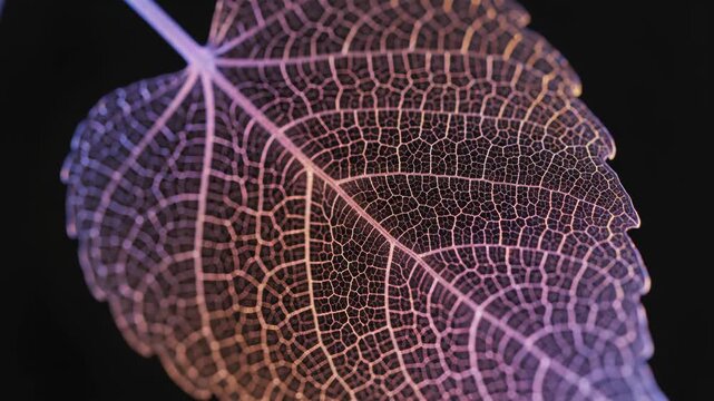 Macro view of a translucent skeleton leaf displaying intricate vein structures illuminated by iridescent blue and orange light against a high-contrast solid black background.