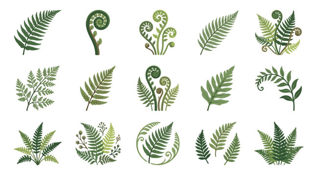 Forest fern leaves and fiddlehead greens vector illustrations.