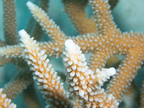 polyps and healthy golden-brown tissue of a critically endangered Staghorn Coral branch (Acropora cervicornis).