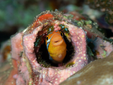 macro portrait of a tiny combtooth blenny fish appearing to smile directly at the camera from its hiding spot on a tropical coral reef.
