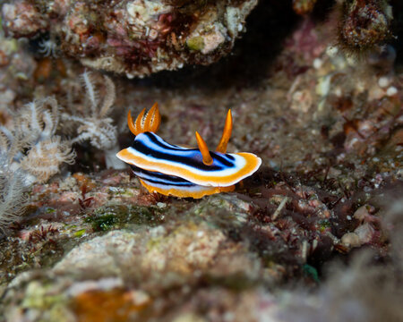 A vibrant pyjama nudibranch (Chromodoris quadricolor) displaying its iconic blue, black, and orange stripes on the reef of Daedalus, Egypt.