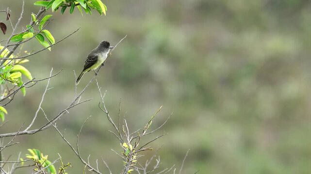 Apical Flycatcher (Myiarchus apicalis) perched on a natural tree branch before taking flight. This wide shot captures the natural behavior of this Colombian endemic bird in its native habitat.