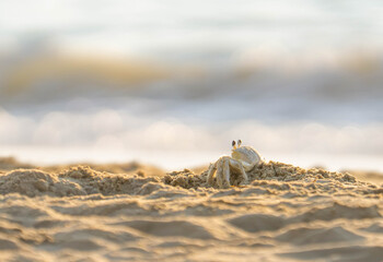 crab on the beach © Kyralee