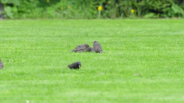 Bunch of young hungry baby chicks of European starlings (Sturnus vulgaris) running after mature bird parent and beg for food, wild starlings foraging for worms and seeds on grass lawn in city garden.
