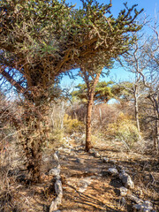 The Trail to Malazamanga Cave, Tsimanampetsotsa National Park, Madagascar © Guy Bryant