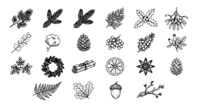 Vintage Christmas botanical vector outline set with pine spruce holly mistletoe cotton pinecone winter berries and hand drawn holiday plant sketches