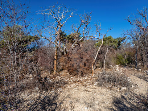 The Trail to Malazamanga Cave, Tsimanampetsotsa National Park, Madagascar
