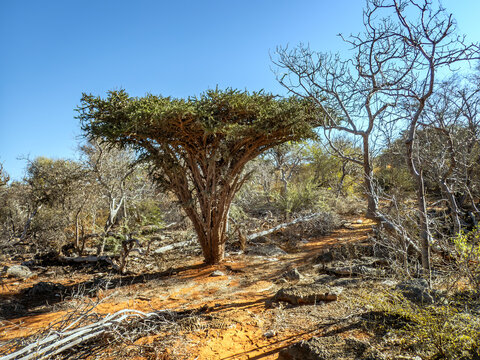 Katrafay tree (Cedrelopsis grevei) on the trail to Malazamanga Cave in Tsimanampetsotsa National Park, Madagascar