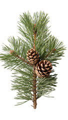 Isolated pine branch with two natural pinecones a symbol of winter and Christmas holidays © Ioana