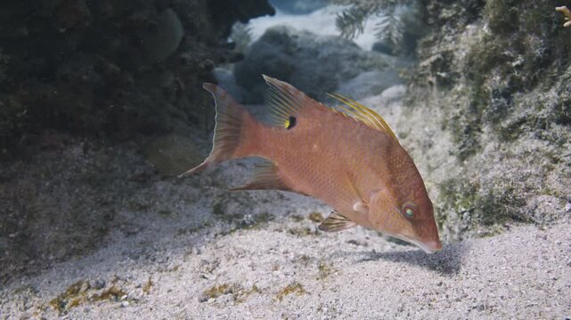 Hogfish searching for food on a sandy seabed in Key Largo Florida