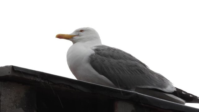 adult white gull Laridae video	
