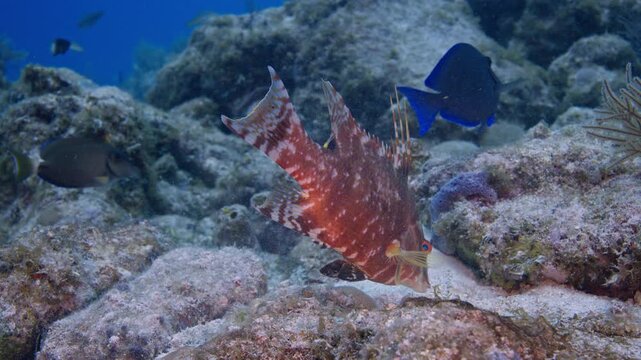 Wild hogfish showcasing red and white mottled camouflage patterns over an underwater sand patch