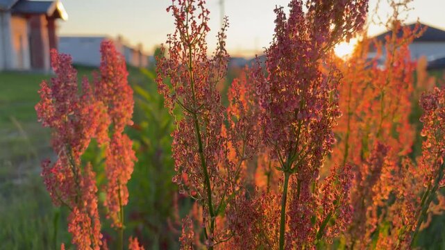 Tall reddish dock plants swaying in the wind during a golden sunset