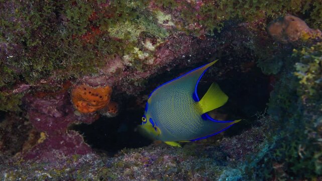 Queen angelfish inside a dark coral reef crevice in Key Largo Florida