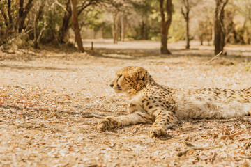 cheetah in the grass © Caleb