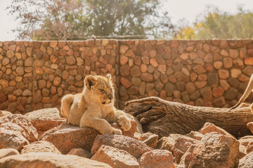 Lion cub  in Zoo © Caleb