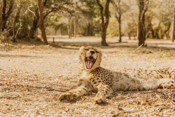 cheetah in the grass © Caleb