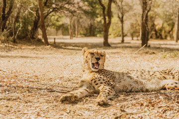 cheetah in the grass © Caleb