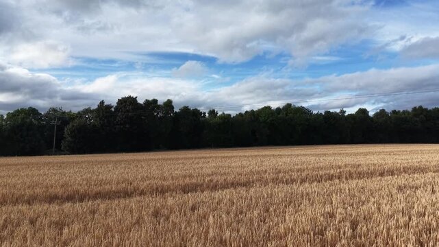 4K View of Ripe Grain Field Bordering Forest Under Cloudy Sky