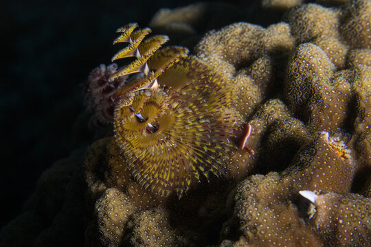 Twin spiraled crowns of a Christmas tree worm extended from a stony star coral head in the Florida Keys