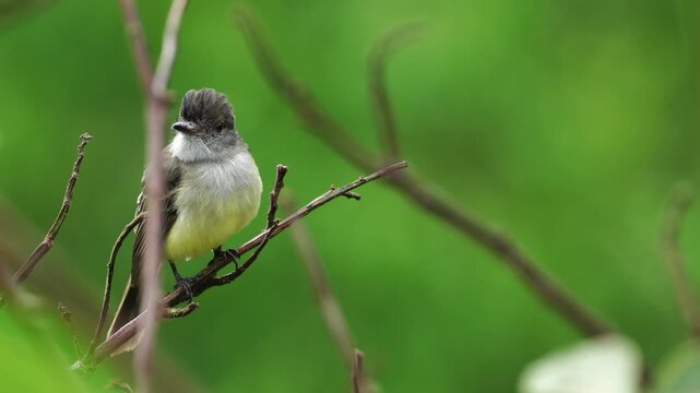 close-up of an Apical Flycatcher (Myiarchus apicalis), an endemic bird of Colombia, perched in its natural habitat. This cinematic portrait reveals the species' distinctive plumage.