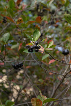 Clusters of mature aronia berries on a shrub with green and red autumn leaves. Healthy superfruit rich in anthocyanins and polyphenols growing outdoors in natural daylight.