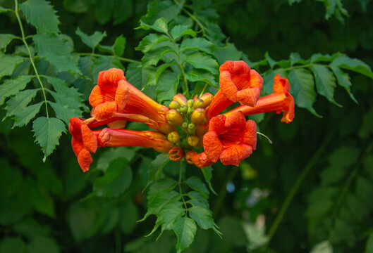 Trumpet vine (Campsis radicans) with vibrant orange trumpet-shaped flowers blooming against lush green foliage. Beautiful summer climbing vine in a garden, natural floral background.