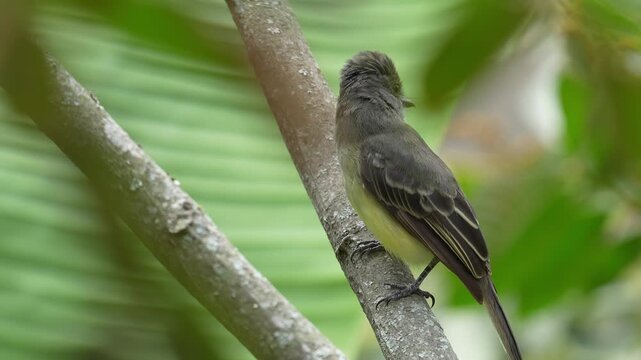 close-up of an Apical Flycatcher (Myiarchus apicalis), an endemic bird of Colombia, perched in its natural habitat. This cinematic portrait reveals the species' distinctive plumage.