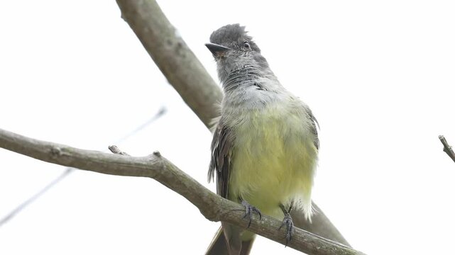close-up of an Apical Flycatcher (Myiarchus apicalis), an endemic bird of Colombia, perched in its natural habitat. This cinematic portrait reveals the species' distinctive plumage.