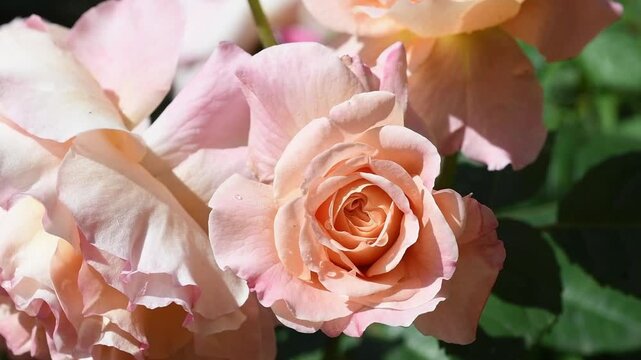 amazing peach-apricot color  peony type roses blossoming  at cloudy day. close up
