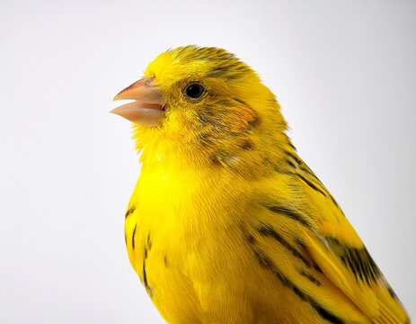 vibrant yellow canary perches alone on a clean white background singing sweet melodies embodying music and joy with intricate feathers and delicate features