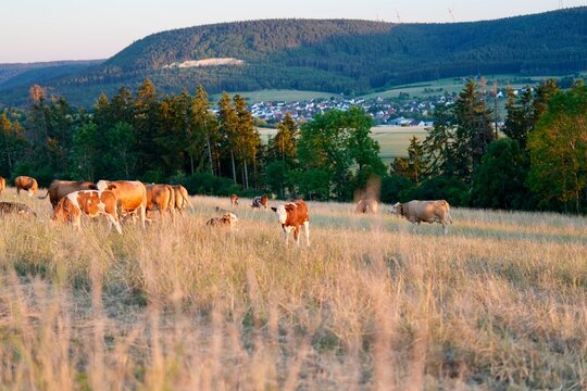 Cows grazing on hillside pasture in evening light