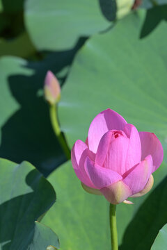 ピンクの蓮の花の彩り