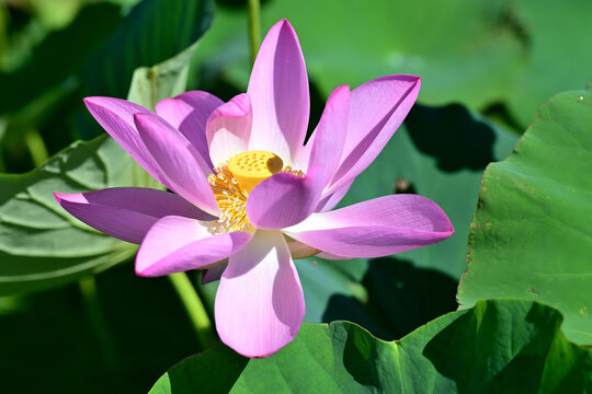 ピンクの蓮の花の彩り