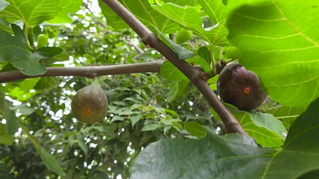 Ripe purple and green figs growing on a fig tree branch surrounded by lush green leaves, Mediterranean agriculture and organic fruit production.