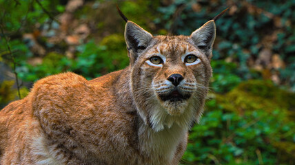 A Close-up Portrait of a Wild Lynx in a Forest © YOUSEF