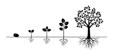 Black silhouette of tree growth stages from acorn to tree with roots on transparent background © Razvi hasan