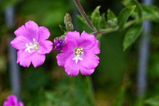 Macro shot of two vibrant pink great willowherb wildflowers blooming on a stem with a soft green background.
