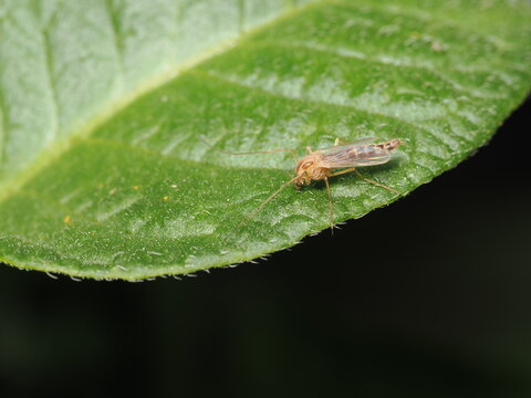 Un mosquito quiron&oacute;mido (Chironomidae) de tonos claros reposa sobre el borde de una hoja verde vellosa; se aprecian sus largas patas delanteras y sus alas hialinas plegadas sobre el abdomen.