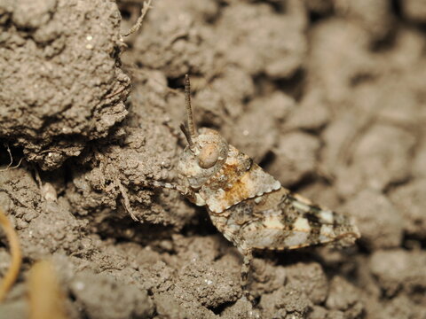 Ninfa de saltamontes (Acrididae) con coloraci&oacute;n cr&iacute;ptica marr&oacute;n y gris. Posee un cuerpo robusto, un pronoto rugoso, antenas cortas, grandes ojos compuestos y patas posteriores adaptadas para el salto.