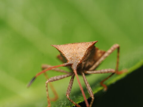 Chinche coreido de cuerpo robusto y aplanado de color pardo ocre. Destaca su pronoto con &aacute;ngulos laterales prominentes, su cabeza estrecha con antenas segmentadas de base rojiza y su conexivo expuesto