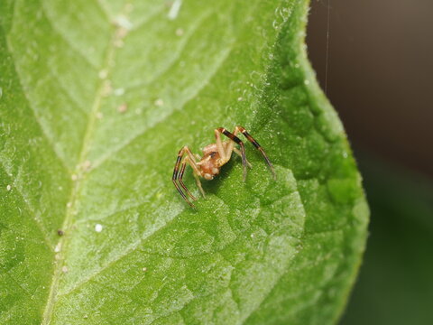 Ara&ntilde;a cangrejo (Thomisidae) de cuerpo peque&ntilde;o con cefalot&oacute;rax pardo. Sus patas anteriores son notablemente m&aacute;s largas, robustas y est&aacute;n provistas de bandas oscuras transversales.