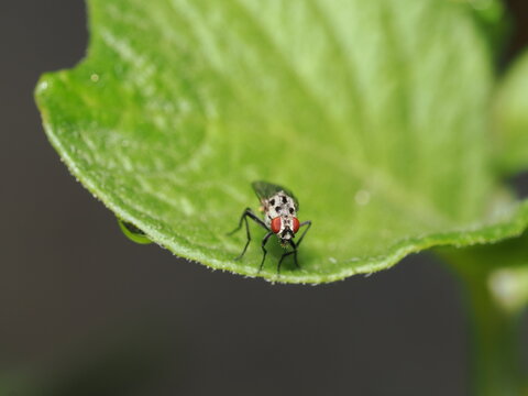 Mosca (Anthomyiidae) de cuerpo gris ceniza con marcadas manchas o bandas negras en el t&oacute;rax. Destacan sus prominentes ojos compuestos rojizos, quetas r&iacute;gidas dorsales y alas hialinas plegadas.