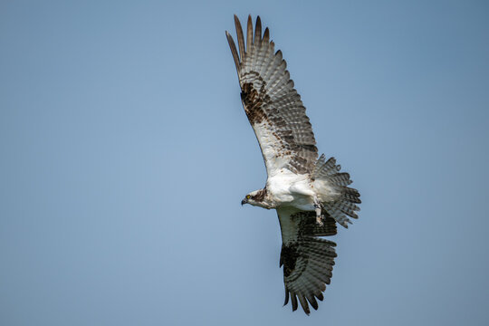 Osprey soaring with its wings spread vertically against a clear blue sky in the Everglades