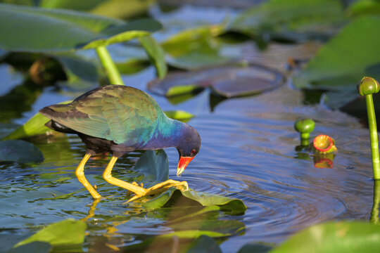 Purple gallinule bending down to feed on a spatterdock lily pad in Everglades National Park