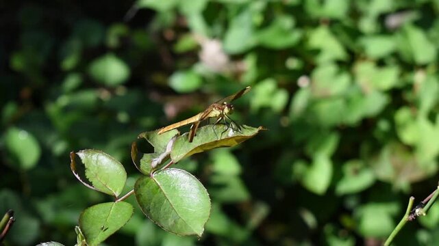 植物にとまる黄色いトンボ　ミヤマアカネ
