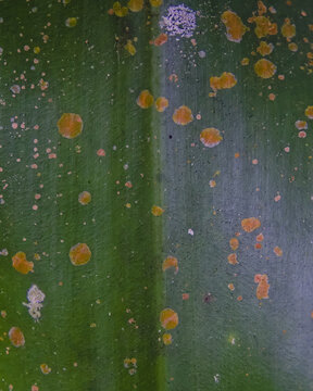 Abstract macro shot of a green tropical leaf surface covered in unique orange lichen spots and natural organic textures.