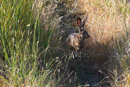 Very close view of a black-tailed jackrabbit, seen in the wild In North California 