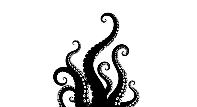 Tentacles with suckers curled up.